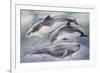 Zoology: Mammals-null-Framed Giclee Print