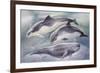 Zoology: Mammals-null-Framed Giclee Print