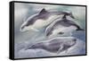 Zoology: Mammals-null-Framed Stretched Canvas