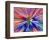 Zoom Abstract of Pansy Flowers-Charles R. Needle-Framed Photographic Print