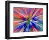 Zoom Abstract of Pansy Flowers-Charles R. Needle-Framed Photographic Print