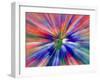 Zoom Abstract of Pansy Flowers-Charles R. Needle-Framed Photographic Print