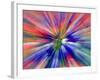 Zoom Abstract of Pansy Flowers-Charles R. Needle-Framed Photographic Print