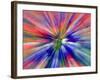 Zoom Abstract of Pansy Flowers-Charles R. Needle-Framed Photographic Print