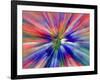 Zoom Abstract of Pansy Flowers-Charles R. Needle-Framed Photographic Print