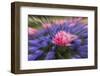 Zoom effect on pink tulip among Grape Hyacinth, Keukenhof Gardens, Lisse, Netherlands-Adam Jones-Framed Premium Photographic Print