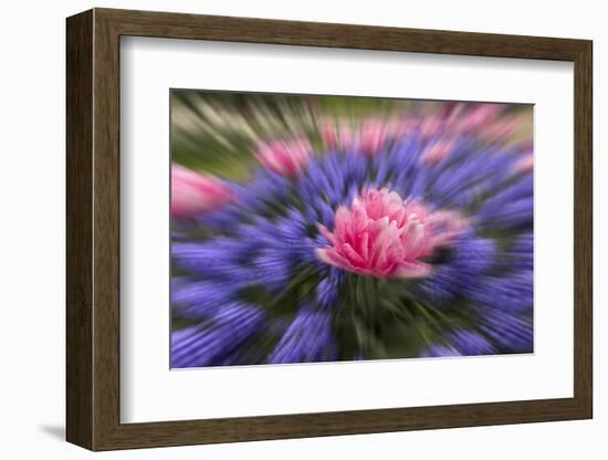 Zoom effect on pink tulip among Grape Hyacinth, Keukenhof Gardens, Lisse, Netherlands-Adam Jones-Framed Photographic Print