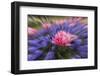 Zoom effect on pink tulip among Grape Hyacinth, Keukenhof Gardens, Lisse, Netherlands-Adam Jones-Framed Photographic Print