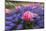 Zoom effect on pink tulip among Grape Hyacinth, Keukenhof Gardens, Lisse, Netherlands-Adam Jones-Mounted Photographic Print