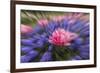 Zoom effect on pink tulip among Grape Hyacinth, Keukenhof Gardens, Lisse, Netherlands-Adam Jones-Framed Photographic Print