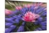 Zoom effect on pink tulip among Grape Hyacinth, Keukenhof Gardens, Lisse, Netherlands-Adam Jones-Mounted Photographic Print