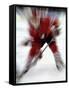 Zoom Explosion View of Ice Hockey Player-Paul Sutton-Framed Stretched Canvas