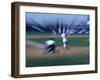 Zoomed View of Batter, Catcher and Umpire at Home Plate-null-Framed Photographic Print