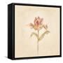 Zoomer Schoon Tulip on White Crop-Cheri Blum-Framed Stretched Canvas