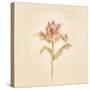 Zoomer Schoon Tulip on White Crop-Cheri Blum-Stretched Canvas