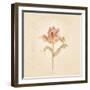 Zoomer Schoon Tulip on White Crop-Cheri Blum-Framed Art Print