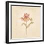 Zoomer Schoon Tulip on White Crop-Cheri Blum-Framed Art Print
