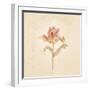 Zoomer Schoon Tulip on White Crop-Cheri Blum-Framed Art Print