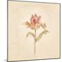 Zoomer Schoon Tulip on White Crop-Cheri Blum-Mounted Art Print