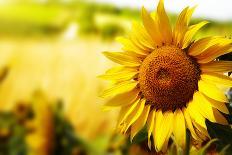 Tuscany Sunflowers-ZoomTeam-Stretched Canvas