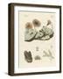 Zoophytes and Animal Plants-null-Framed Giclee Print