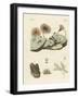 Zoophytes and Animal Plants-null-Framed Giclee Print