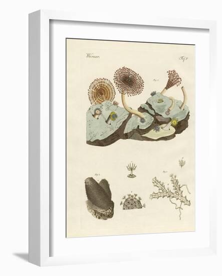 Zoophytes and Animal Plants-null-Framed Giclee Print