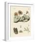 Zoophytes and Animal Plants-null-Framed Giclee Print