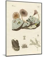 Zoophytes and Animal Plants-null-Mounted Giclee Print