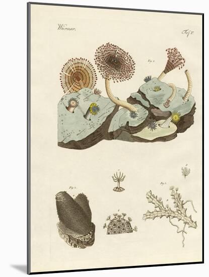 Zoophytes and Animal Plants-null-Mounted Giclee Print