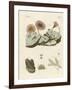Zoophytes and Animal Plants-null-Framed Giclee Print