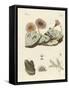 Zoophytes and Animal Plants-null-Framed Stretched Canvas