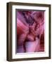 Zootri-Jim Crotty-Framed Photographic Print