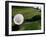 Zorbs People Moving Inside Balls on Lawn, Rotorua, New Zealand-John Banagan-Framed Premium Photographic Print