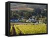 Zorgvliet Wine Estate, Stellenbosch, Cape Province, South Africa, Africa-Sergio Pitamitz-Framed Stretched Canvas