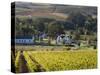 Zorgvliet Wine Estate, Stellenbosch, Cape Province, South Africa, Africa-Sergio Pitamitz-Stretched Canvas