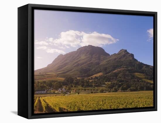 Zorgvliet Wine Estate, Stellenbosch, Cape Province, South Africa, Africa-Sergio Pitamitz-Framed Stretched Canvas