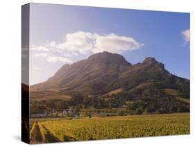 Zorgvliet Wine Estate, Stellenbosch, Cape Province, South Africa, Africa-Sergio Pitamitz-Stretched Canvas