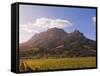 Zorgvliet Wine Estate, Stellenbosch, Cape Province, South Africa, Africa-Sergio Pitamitz-Framed Stretched Canvas