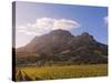 Zorgvliet Wine Estate, Stellenbosch, Cape Province, South Africa, Africa-Sergio Pitamitz-Stretched Canvas