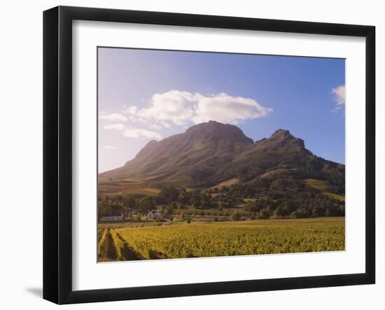 Zorgvliet Wine Estate, Stellenbosch, Cape Province, South Africa, Africa-Sergio Pitamitz-Framed Photographic Print