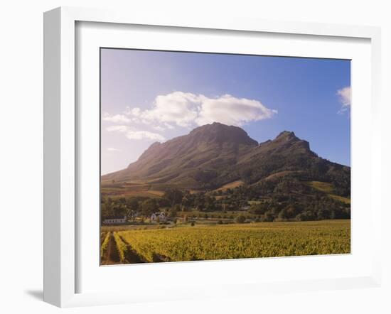 Zorgvliet Wine Estate, Stellenbosch, Cape Province, South Africa, Africa-Sergio Pitamitz-Framed Photographic Print