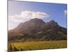 Zorgvliet Wine Estate, Stellenbosch, Cape Province, South Africa, Africa-Sergio Pitamitz-Mounted Photographic Print