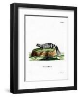 Zorilla-null-Framed Premium Giclee Print