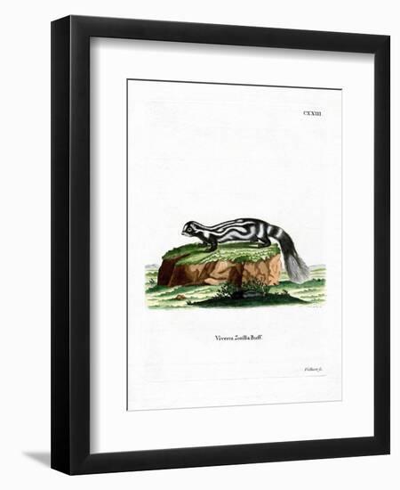 Zorilla-null-Framed Premium Giclee Print