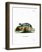 Zorilla-null-Framed Giclee Print