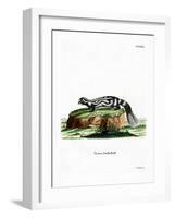 Zorilla-null-Framed Giclee Print