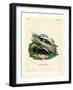 Zorilla-null-Framed Giclee Print