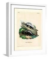 Zorilla-null-Framed Giclee Print