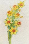 Daffodils-ZPR Int’L-Giclee Print